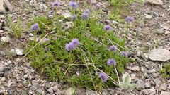 Globularia trichosantha