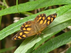 Heteronympha solandri