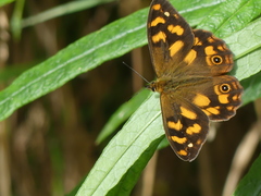 Heteronympha solandri