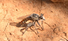 Stiphrolamyra diaxantha