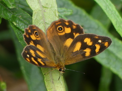 Heteronympha solandri