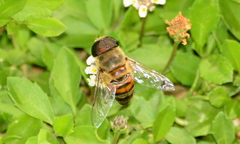 Phytomia