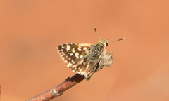 Spialia