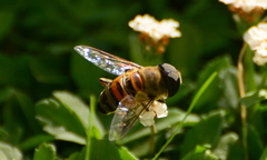 Phytomia