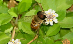 Phytomia