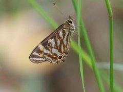 Oreixenica kershawi