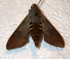 Hyles vespertilio