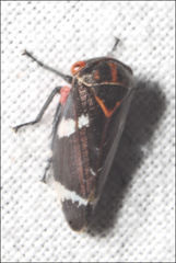 Eurymeloides lineata