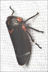 Eurymeloides lineata