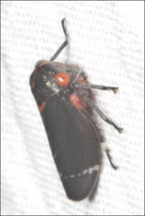 Eurymeloides lineata