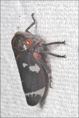 Eurymeloides lineata