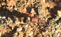 Ronisia