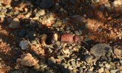 Ronisia