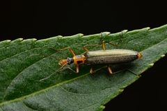 Prionoceridae