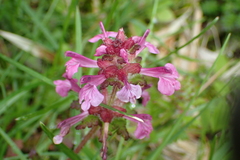 Pedicularis refracta transmorrisonensis
