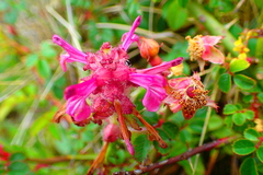 Pedicularis refracta transmorrisonensis