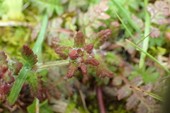 Pedicularis refracta transmorrisonensis