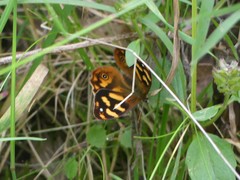 Heteronympha solandri