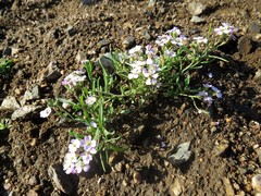 Dontostemon integrifolius