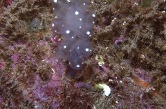 Clavelina pseudobaudinensis