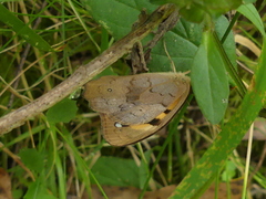 Heteronympha solandri