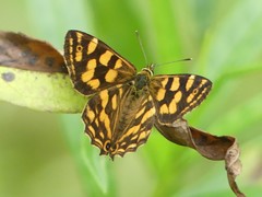 Oreixenica kershawi