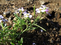 Dontostemon integrifolius