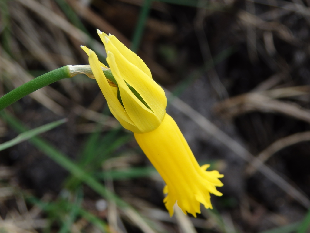 Cyclamen-flowered Daffodil