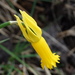 Cyclamen-flowered Daffodil - Photo (c) Carminda Santos, some rights reserved (CC BY), uploaded by Carminda Santos