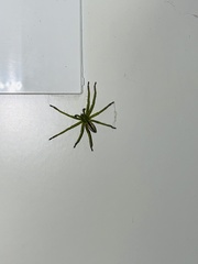 Micrommata virescens