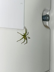 Micrommata virescens