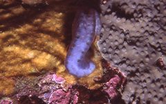 Sycozoa cerebriformis