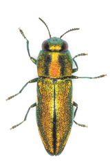 Anthaxia scorzonerae