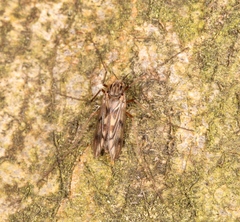 Macropelopia nebulosa