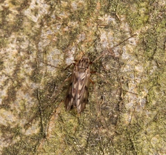 Macropelopia nebulosa