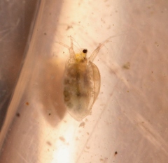 Simocephalus vetulus