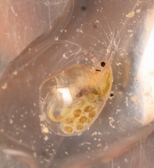 Simocephalus vetulus