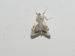 Rehimena cissophora