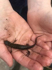 Lissotriton vulgaris