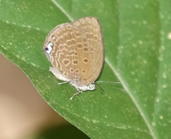 Arhopala major major