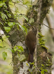 Dendrocolaptes platyrostris