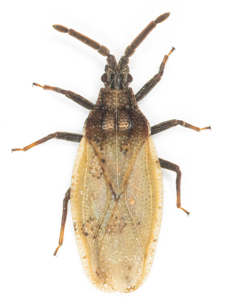 Catoplatus carthusianus