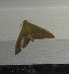 Hyalobathra crenulata