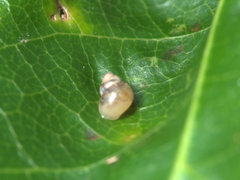 Tornatellinops mastersi