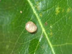 Tornatellinops mastersi
