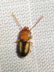 Laemophloeus terminalis