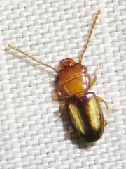 Laemophloeus terminalis