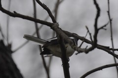 Copsychus saularis