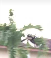 Anthracoceros albirostris