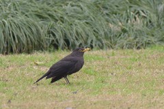 Turdus mandarinus